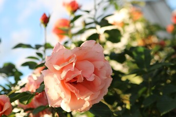 秋の田舎道に咲くバラの花
