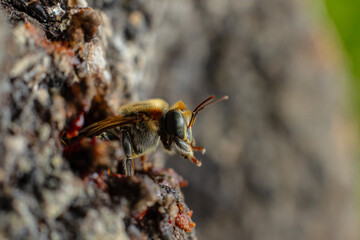 Macro photograph of the stingless bee Melipona eburnia, a native species of the Amazon rainforest. Its medicinal honey is prized by Amazonian communities that keep these bees to harvest their honey