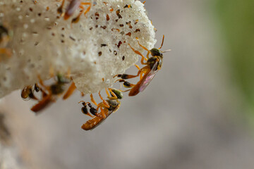 Macro photograph of a stingless bee (Tetragonisca angustula), a small golden species native to the Amazon rainforest.