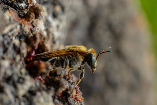 Macro photograph of the stingless bee Melipona eburnia, a native species of the Amazon rainforest. Its medicinal honey is prized by Amazonian communities that keep these bees to harvest their honey
