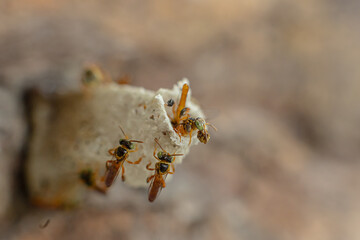 Macro photograph of a stingless bee (Tetragonisca angustula), a small golden species native to the Amazon rainforest.