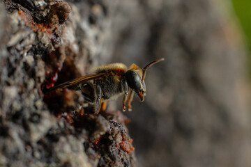 Macro photograph of the stingless bee Melipona eburnia, a native species of the Amazon rainforest. Its medicinal honey is prized by Amazonian communities that keep these bees to harvest their honey
