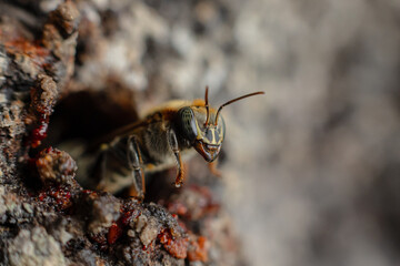Macro photograph of the stingless bee Melipona eburnia, a native species of the Amazon rainforest. Its medicinal honey is prized by Amazonian communities that keep these bees to harvest their honey