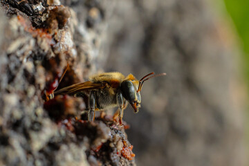 Macro photograph of the stingless bee Melipona eburnia, a native species of the Amazon rainforest. Its medicinal honey is prized by Amazonian communities that keep these bees to harvest their honey