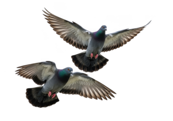 Two pigeons flying high with open wings stock photo, bird photography, wildlife imagery, urban birds, isolated on transparent background