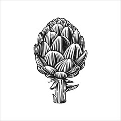 artichoke vintage hand drawn style vector