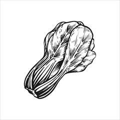 Box choy vegetable vintage hand drawn