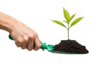 Hand planting seedling sprout with trowel gardening tool, soil, growth, agriculture, horticulture, and cultivation concepts isolated on transparent background