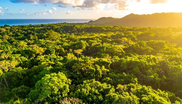 Aerial view of lush green tropical forest meeting ocean and hills