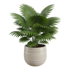 Obraz premium Green livistona rotundifolia plant in a striped pot isolated on transparent background