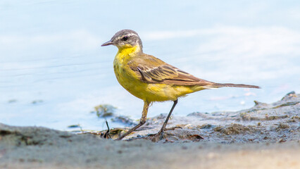 yellow crowned sparrow