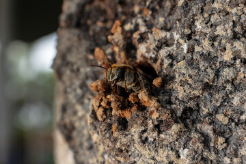 Macro photograph of the stingless bee Melipona eburnia, a native species of the Amazon rainforest....