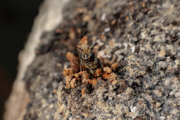 Macro photograph of the stingless bee Melipona eburnia, a native species of the Amazon rainforest....