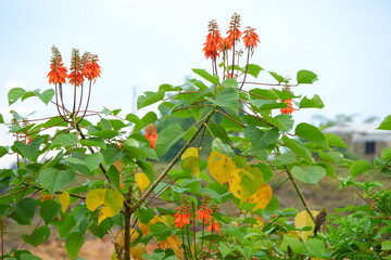 Himalayan Coral tree