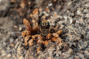 Macro photograph of the stingless bee Melipona eburnia, a native species of the Amazon rainforest....