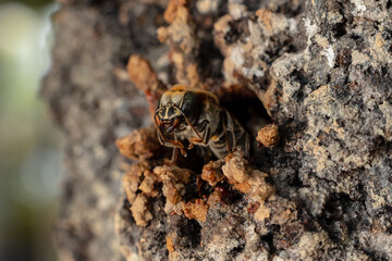 Macro photograph of a stingless bee (Melipona eburnia), a native Amazonian species known for...