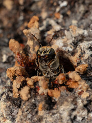 Macro photograph of a stingless bee (Melipona eburnia), an Amazonian species highly valued for its...
