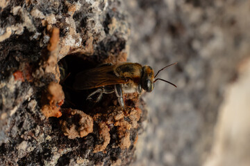 Macro photograph of a stingless bee (Melipona eburnia), a native Amazonian species known for...