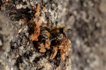 Macro photograph of a stingless bee (Melipona eburnia), an Amazonian species highly valued for its...