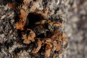 Macro photograph of a stingless bee (Melipona eburnia), an Amazonian species highly valued for its...