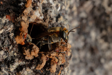 Macro photograph of a stingless bee (Melipona eburnia), an Amazonian species highly valued for its...
