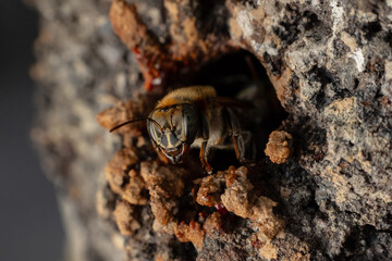Macro photograph of a stingless bee (Melipona eburnia), an Amazonian species highly valued for its...
