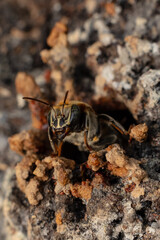 Macro photograph of a stingless bee (Melipona eburnia), an Amazonian species highly valued for its...