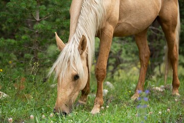 Horses running free in green forest, outdoor horse walking