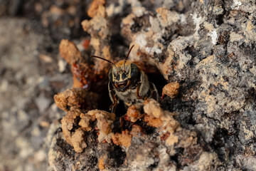 Macro photograph of a stingless bee (Melipona eburnia), an Amazonian species highly valued for its medicinal honey