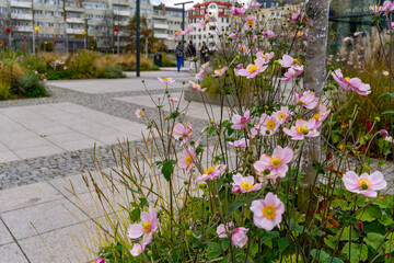 Japanese anemones blooming in autumn urban planting with ornamental grasses, modern square with paved walkways, residential buildings and people walking in background