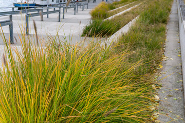 Autumn ornamental grasses growing along riverside terraces with concrete steps and railings, urban waterfront landscape in public outdoor space