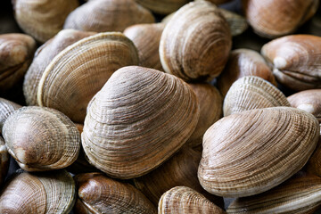 北海道産活あさり