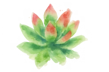 Watercolor succulent plant illustration featuring green and red fleshy leaves. Botanical design element with transparent background