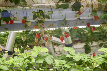 Strawberry plants grow under artificial lights in a greenhouse setting