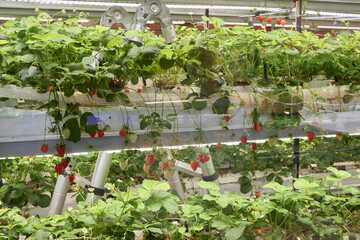 Strawberry plants growing in a vertical farm setup in a greenhouse