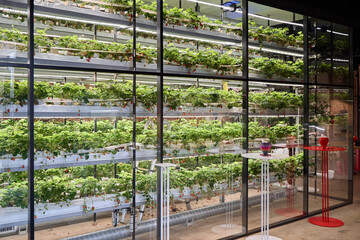 Vertical farm with lush green plants in an urban space