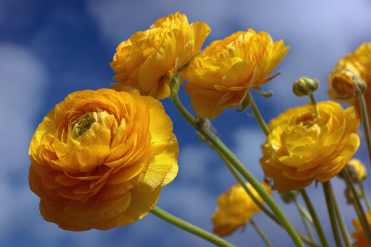 Cheerful yellow ranunculus flowers burst with vibrant color under brilliant blue sky