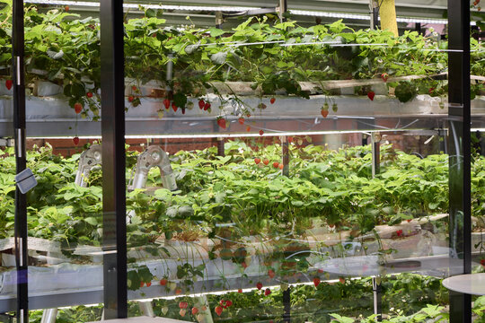 Rows of healthy strawberry plants grow in a well-lit indoor farm