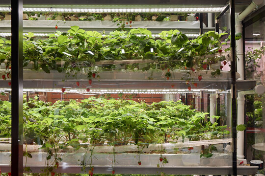 Strawberry plants grow indoors in a vertical farming setup