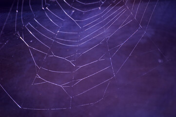 Spiderweb close up macro with dew drops of water purple background