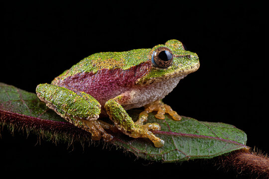 Calm green tree frog perches on leaf, small amphibian in nature studio image