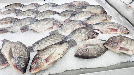 Fresh Fish Display: Freshly caught Tilapia fish rest on a bed of ice, ready for purchase, epitomizing the purity of the ocean's bounty.