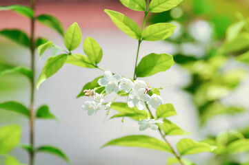 Wrightia religiosa ,APOCYNACEAE with white flower