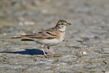 Kurzzehenlerche // Greater short-toed lark (Calandrella brachydactyla) 