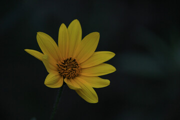 flor silvestre mexicana que puede ser encontrada en las faldas de los cerros en michoacán y zona centro 