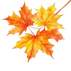 Fototapeta premium Autumnal Foliage: A vivid display of autumnal splendor as vibrant maple leaves unfurl in a captivating dance of crimson, gold, and amber hues.