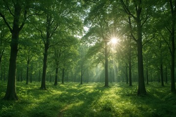 Obraz premium Sunlight streaming through tall forest trees in lush green woodland landscape at dawn, creating peaceful and tranquil nature concept atmosphere. Ai generative