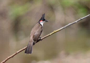 red-whiskered bulbul (Pycnonotus jocosus), or crested bulbul, is a passerine bird native to Asia. It is a member of the bulbul family.	