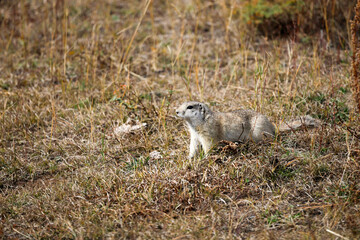 Beautiful long-tailed ground squirrel close up.