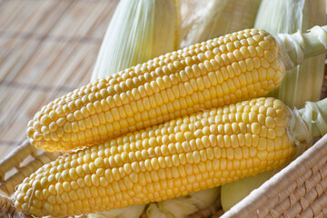 トウモロコシ